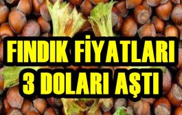 FINDIK FİYATLARI 3 DOLAR SEVİYESİNİ AŞTI...