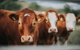 Et ve Süt Kurumu Büyükbaş Karkas Etin Alım Fiyatına Zam Yaptı