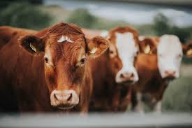 Et ve Süt Kurumu Büyükbaş Karkas Etin Alım Fiyatına Zam Yaptı